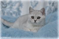 /otello