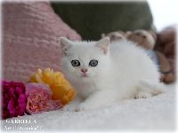 /gabriela