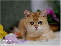 /nevada