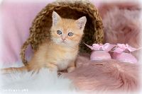 /tilda