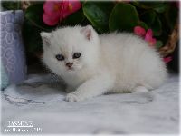 /jasmine