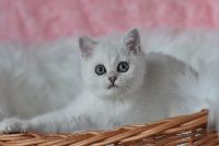 /ivory