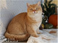 /napoleon