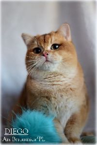 /diego