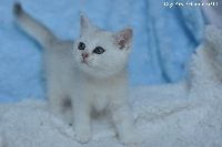 /gigi
