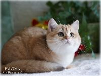 /paloma