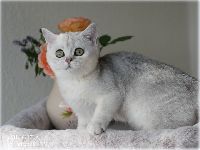 /migotka