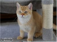 /napoleon