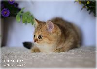 /hermiona
