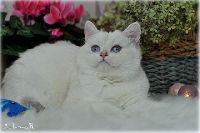 /opal