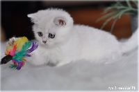 /ivory