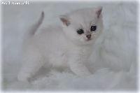 /ivory