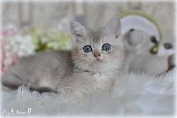 /rascal