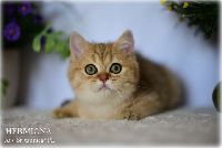 /hermiona