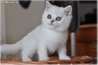 /ivory