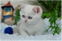 /bluebell