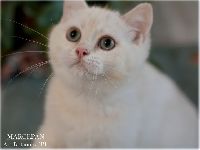 /marcepan