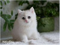 /marcepan
