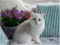 /adela