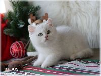 /albus