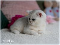 /migotka