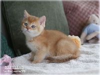 /napoleon
