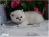 /jasmine