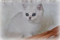 /ivory