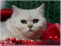 /harriet