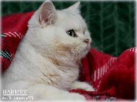 /harriet