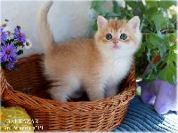 /baltazar