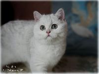 /albus