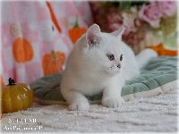 /stellar