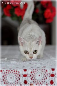 /brownie