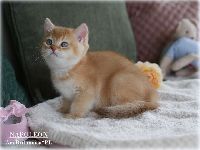 /napoleon