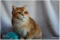 /diego