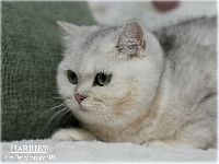 /harriet