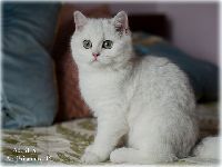 /albus