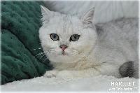 /harriet