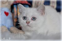 /opal