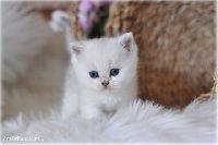 /oliwka