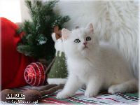 /albus