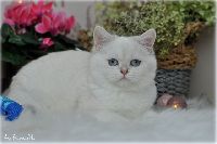 /opal