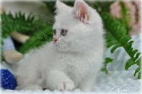 /bluebell