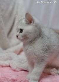 /gigi