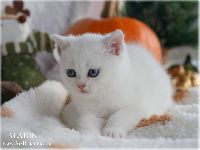 /aladin