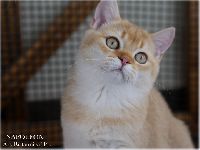 /napoleon