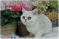/sybilla