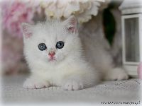 /gigi