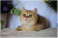 /hermiona